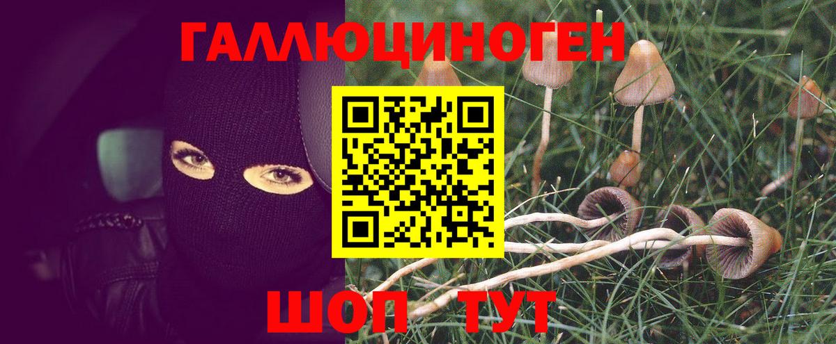 Псилоцибиновые грибы Cubensis  закладки  Санкт-Петербург  Псилоцибиновые грибы мухоморы  Вход с VPN 